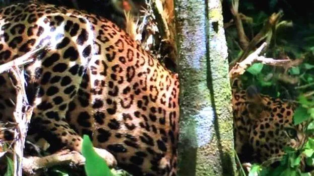 puli