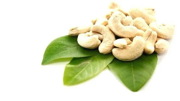 cashew
