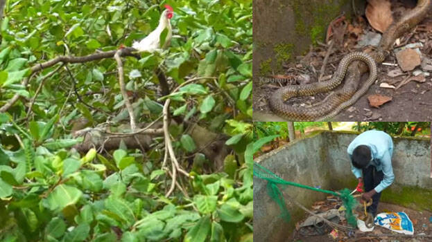 snake-master snake-master