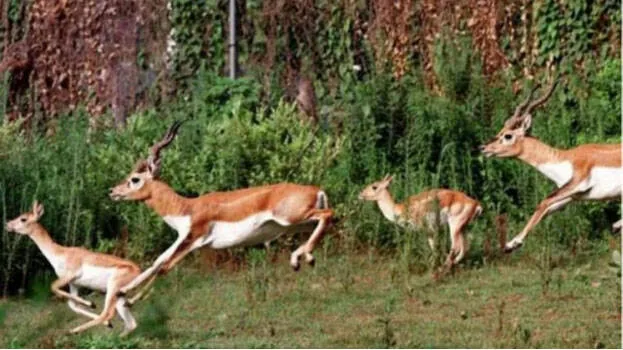 deer