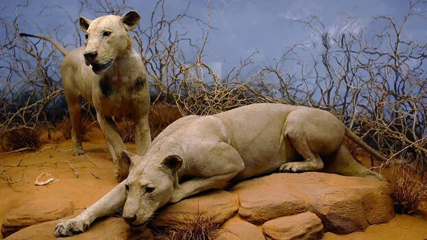 tsavo-man-eaters