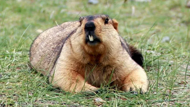 marmot