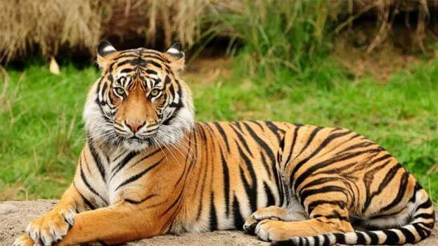 tiger