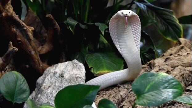 white-snake white-snake