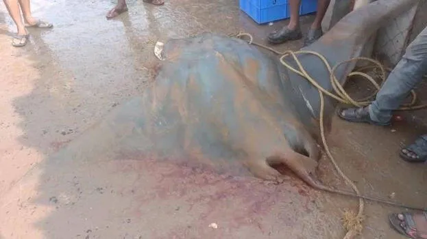 fish