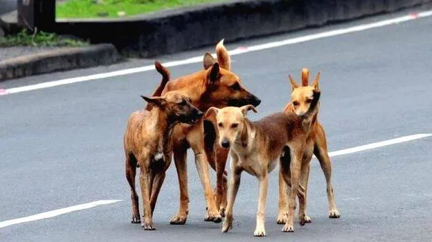 street-dog