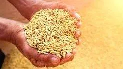 paddy