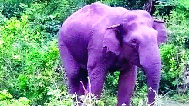 elephant