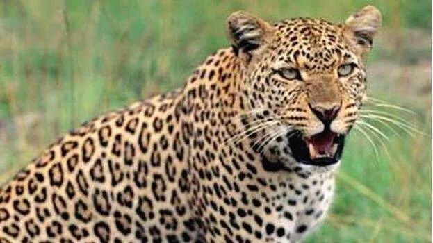 leopard