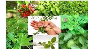 herb