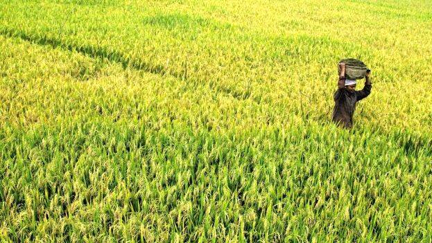 paddy-fields