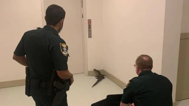 aligator