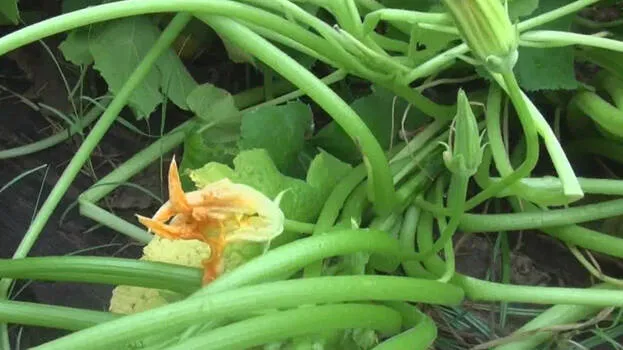 mystery-seeds-from-china