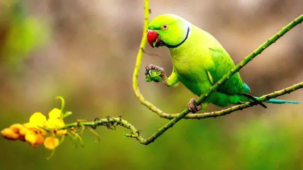 parrot