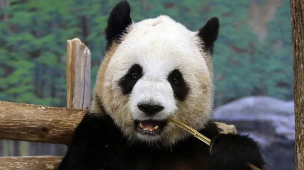 panda