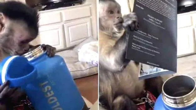 monkey