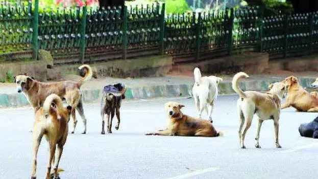 stray-dogs