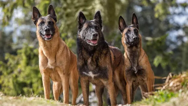 dog1