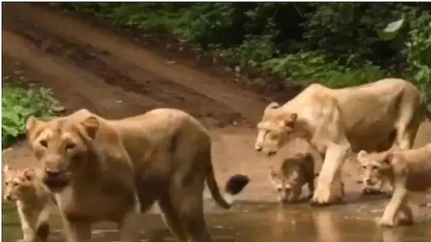 pride-of-lion