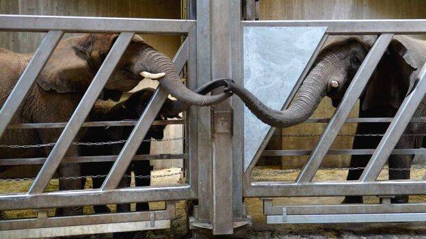 elephant-