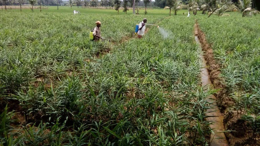 krishi