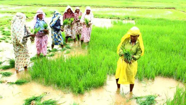 mayyil-paddy-field