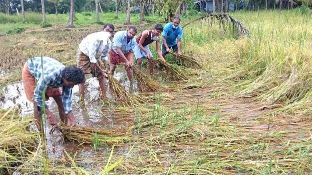 vayal