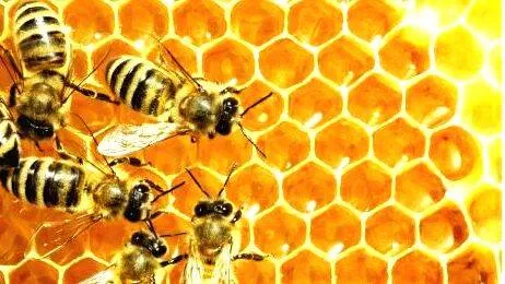 honey