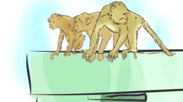 monkey