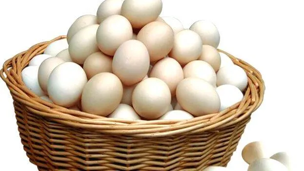 egg