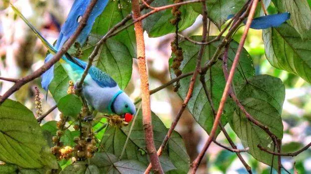 parrot