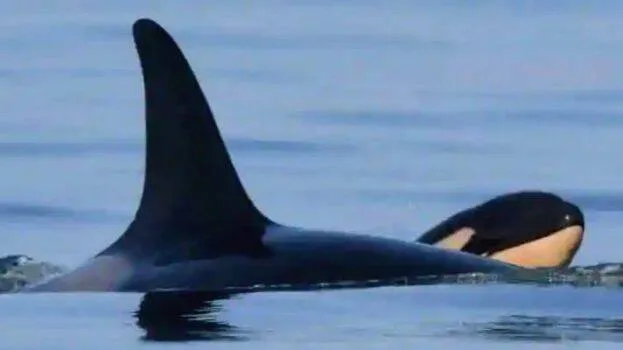 calf