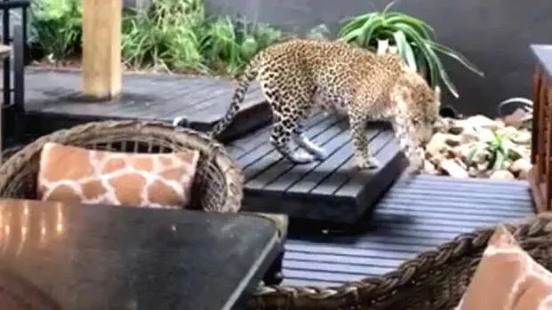 africa