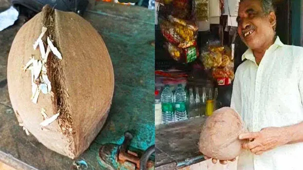 coconut