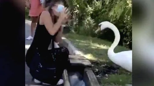 swan