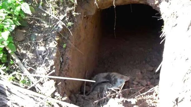 tunnel