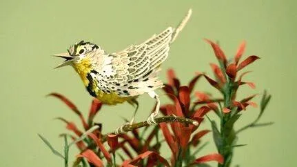 birds
