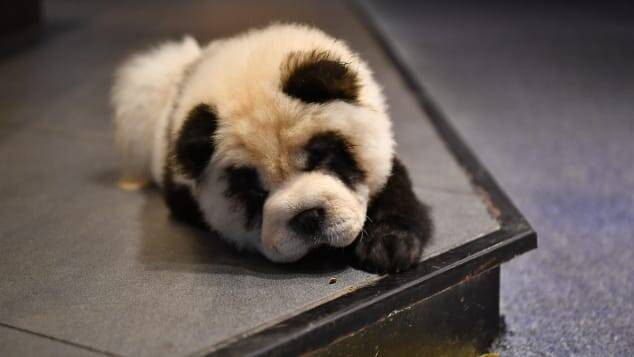 panda-dog panda-dog