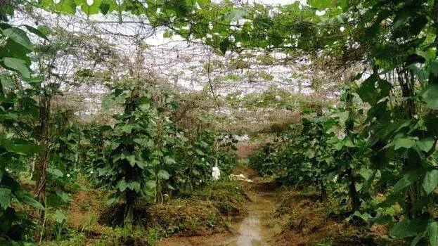 pachakari
