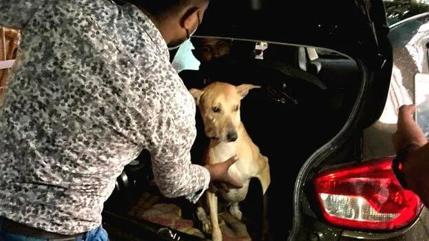 10-police-dog