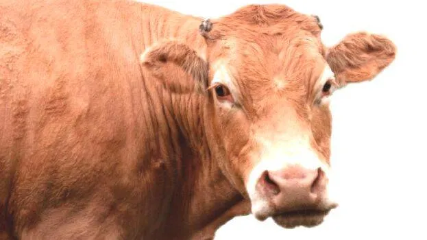 cow