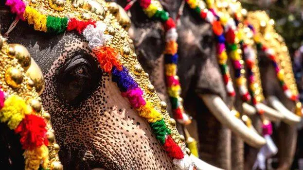 elephant