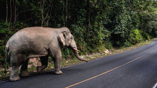 elephant-way-case elephant-way-case