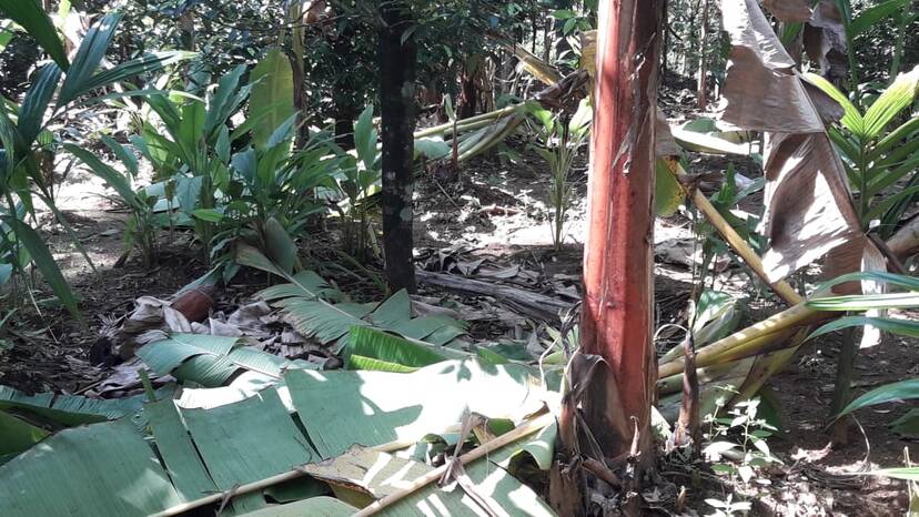 aariculture aariculture