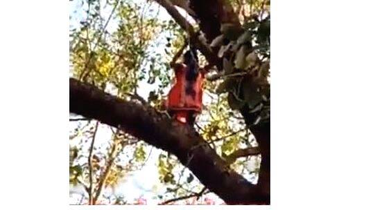 transgentor transgentor