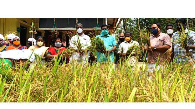 nelkrishi- nelkrishi-