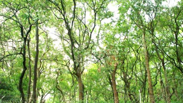 sandalwood sandalwood