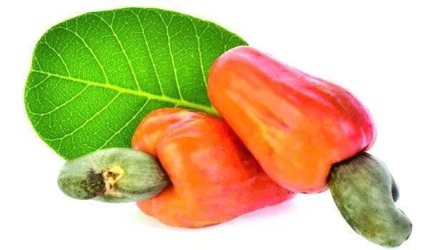 cashew