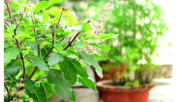 tulsi tulsi