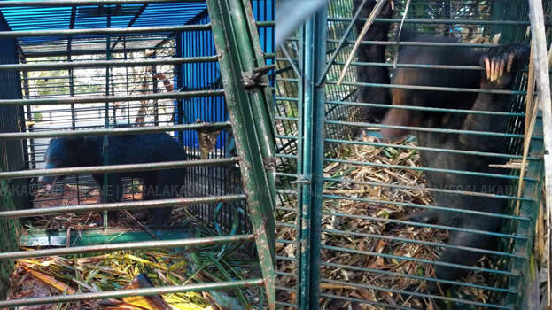 bear-in-kollam bear-in-kollam